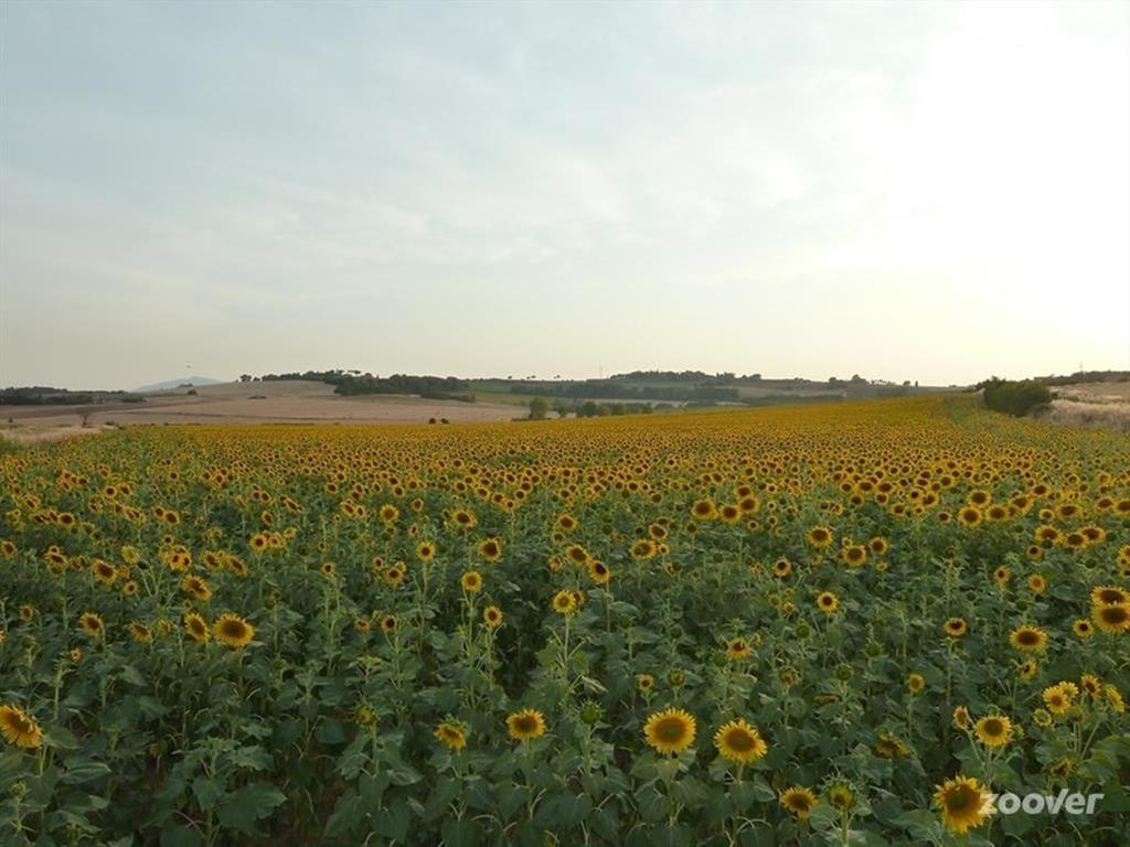 Готель Agriturismo Il Canto Della Gallina Villastrada  Екстер'єр фото
